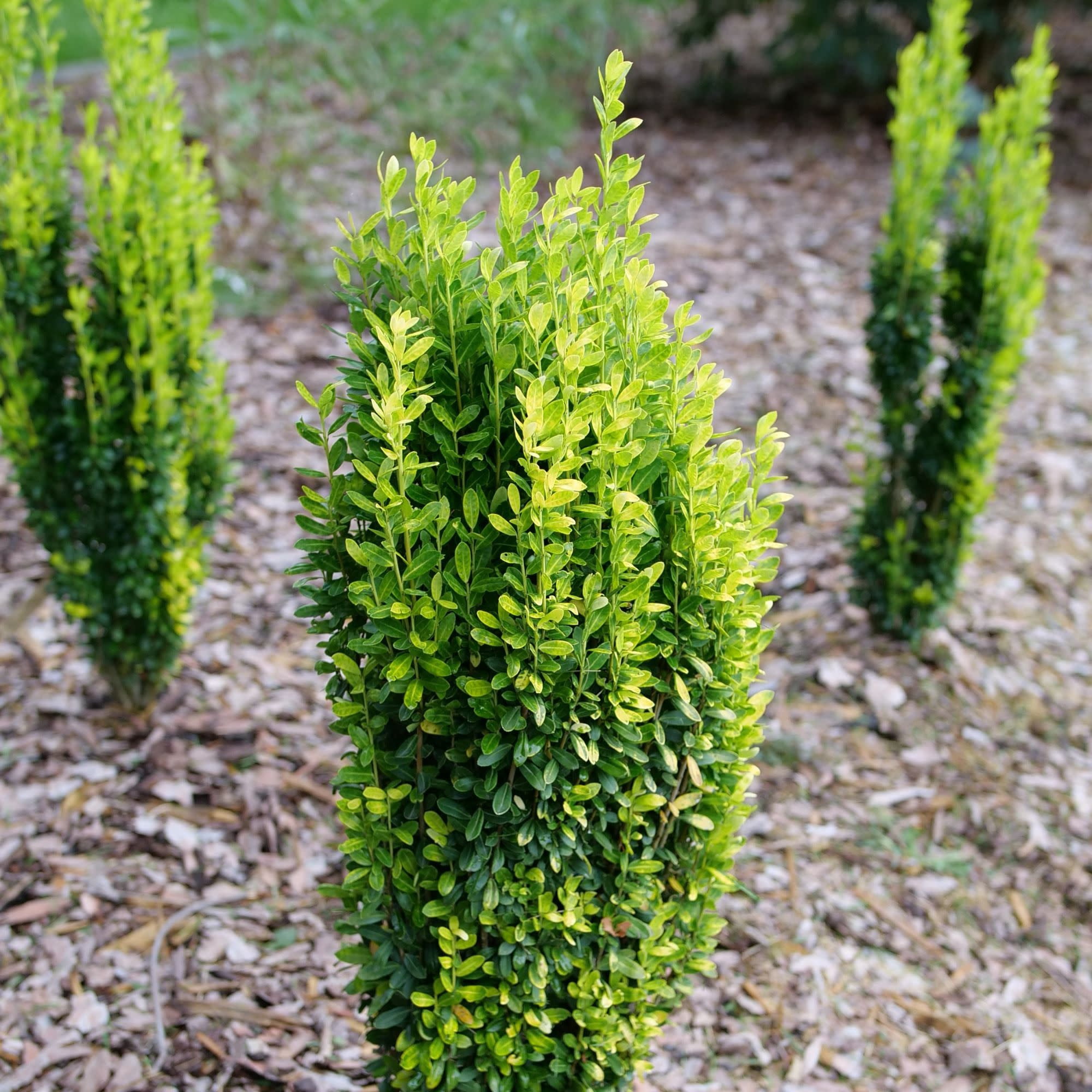 Proven Winners ColorChoice 5" Glow Stick Japanese Holly Live Plant in 4.5" Pot (4 Count)