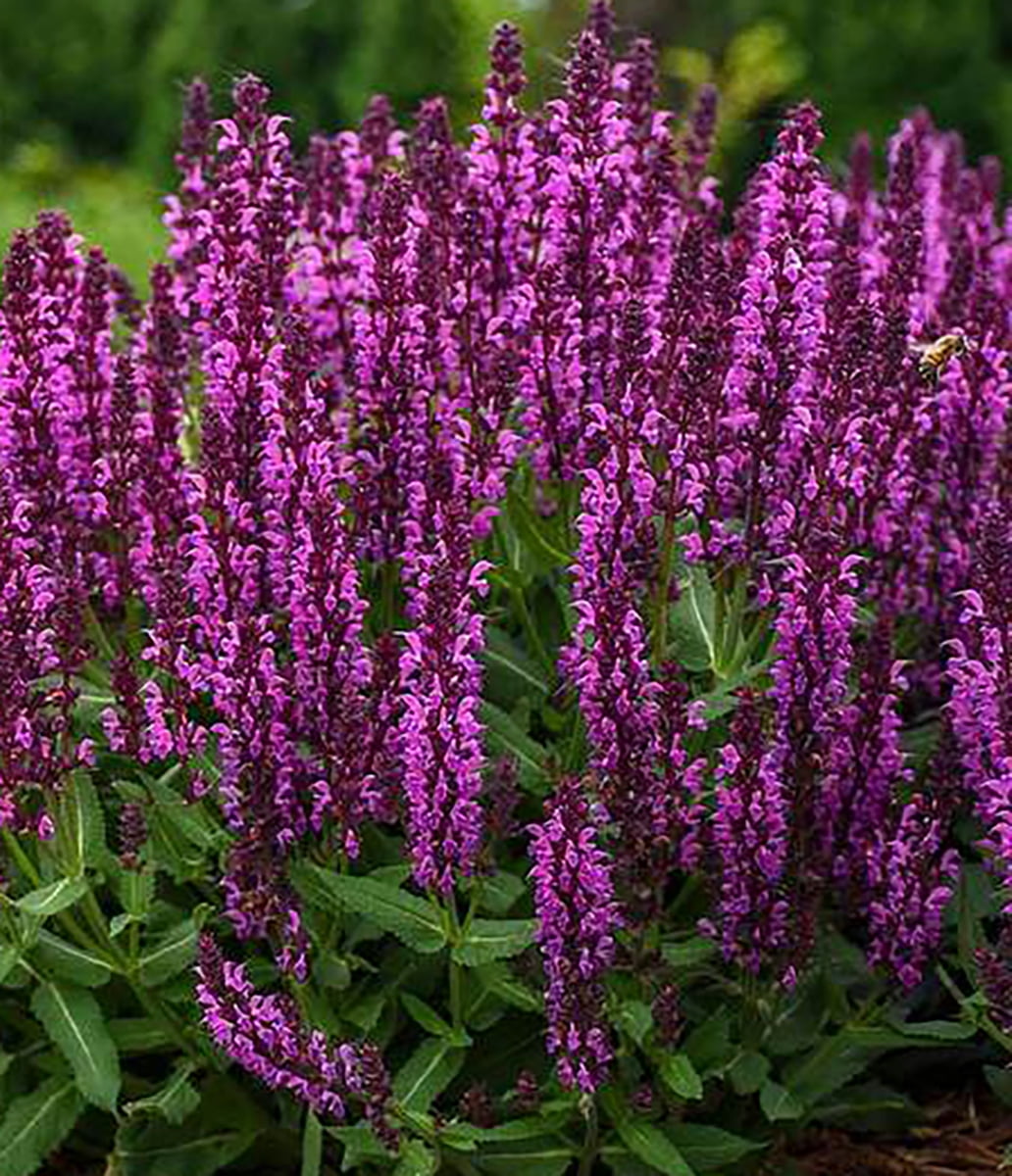 Bumbleberry Meadow Sage Salvia Gallon Pot