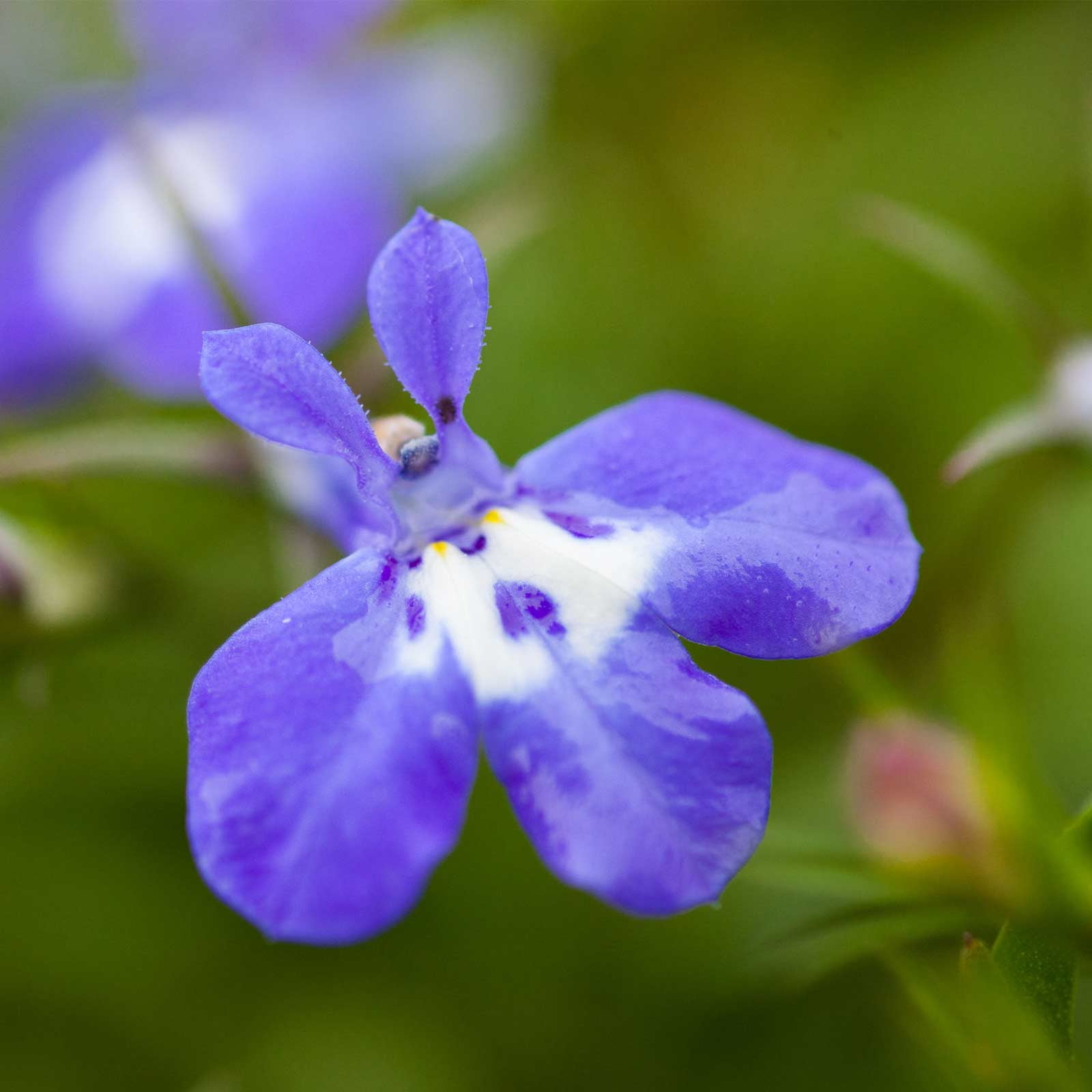 Lobelia Flower Garden Seeds Palace Series, Blue w/ Eye 1000 Seeds Upright, Annual Flower