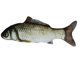 thumbnail image 1 of Juguetes eléctricos para gatos, peces para gatos con hierba gatera, peces para gatos que se mueven, juego interactivo de peces y gatos, juguete para gatos, recargable por USB, 1 of 5