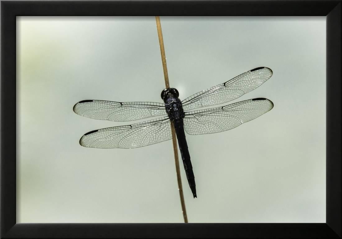 Dragonfly Framed Print Wall Art By Gary Carter Com Dragonfly Framed Print Wall Art By Gary Carter