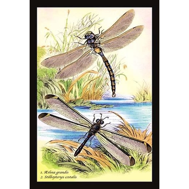 Insects Aeshna Grandis And Stilbopteryx Costalis Poster Print By James Duncan 18 X 24 Walmart Com Walmart Com