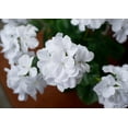 thumbnail image 5 of Morttic 2PCS 14'' Artificial Geraniums Silk Flowers Plants Home Outdoor Decor Garden Window Box, 5 of 6