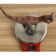 thumbnail image 4 of Modelo realista del dinosaurio Carnotaurus - Diseño de simulación, figura de PVC, para la imaginación de los niños, 4 of 8