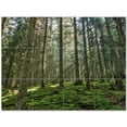 thumbnail image 1 of Trees Forest Ceramic Tile Mural Kitchen Backsplash Bathroom Shower 401706-XL43, 1 of 3