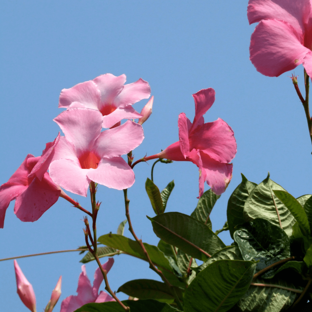 2 Pink Mandevilla Live Plants, Mandevilla Flowering Vine Plants 4 to 6 Inches