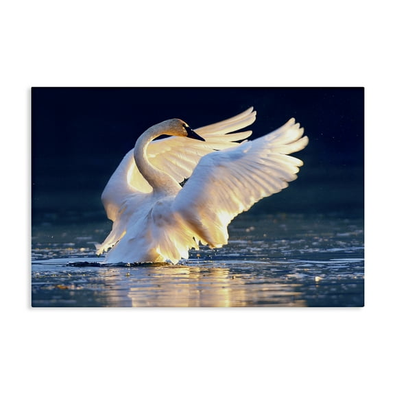 Stupell Industries Sunset Symphony Swan Animals Photography Wrapped Canvas Art Print Wall Art, 24 x 16