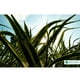 thumbnail image 3 of Descompactador De Suelos Biogen Terraflex 1lt, 3 of 4