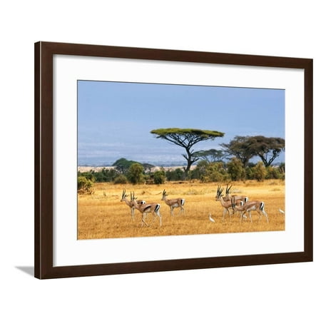 African Landscape with Gazelles Amboseli Kenya  Framed 