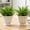 2Pcs Ceramic Mini Flowerpot Under $5 a1, variant on Tusihei Ceramic Mini Flowerpot, Lotus Leaf Edge Flower Planter with Holes, Small Scalloped Ceramic Pot for Mini Plants Ferns Plants Home Office Desktop Decor