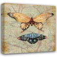 thumbnail image 1 of Paul Brent 15x15 Gallery Wrapped Canvas Wall Art Titled - Vintage Butterflies II, 1 of 4