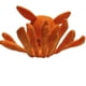 thumbnail image 3 of Figura de acción de Naruto Kyuubi Kurama de 21 cm, versión Q, zorro de nueve colas, adorno de animales, regalo de cumpleaños y Navidad para niños., 3 of 5