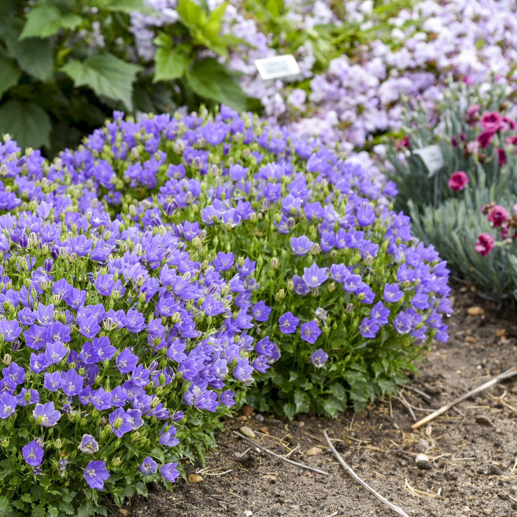 Proven Winners 6" Blue Mini Marvels Midnight Carpathian Bellflower Live Plant in 6.5" Pot