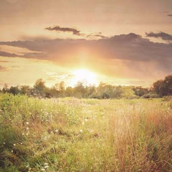 Field of Warmth Square Canvas Art - Kelly Poynter(24X24)