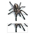 thumbnail image 3 of Kenally 3D araña lagarto escorpión 3D pegatina parachoques cuerpo PVC adhesivo ventana espejo adhesivo Decoración Automoción decorativa y accesorios No.03 Kenally VI000311-03, 3 of 6