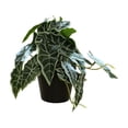thumbnail image 2 of Pklyzj Clearance Simulation Alocasia Macrorrhizos Pot Home Living Room Decoration Pot Fresh Small Green Plant Fake Plants Grocery & Essentials, 2 of 6