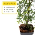 thumbnail image 6 of 2 Emerald Green Arborvitae Saplings in 3.5” Cubes | Live Evergreen Privacy Hedge Tree | Upright Compact Form, Fast-Growing, Cold-Hardy Plant for Screens & Landscaping (Thuja occidentalis 'Smaragd'), 6 of 10