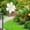 White, variant on Crazy Daisy Sprinkler Crazy Dancing Flower Water Sprinklers Funny 360° Rotating Sun Flower Dancing Daisy Lawn Sprinkler for Yard Watering Dogs Kids Playing (Red)