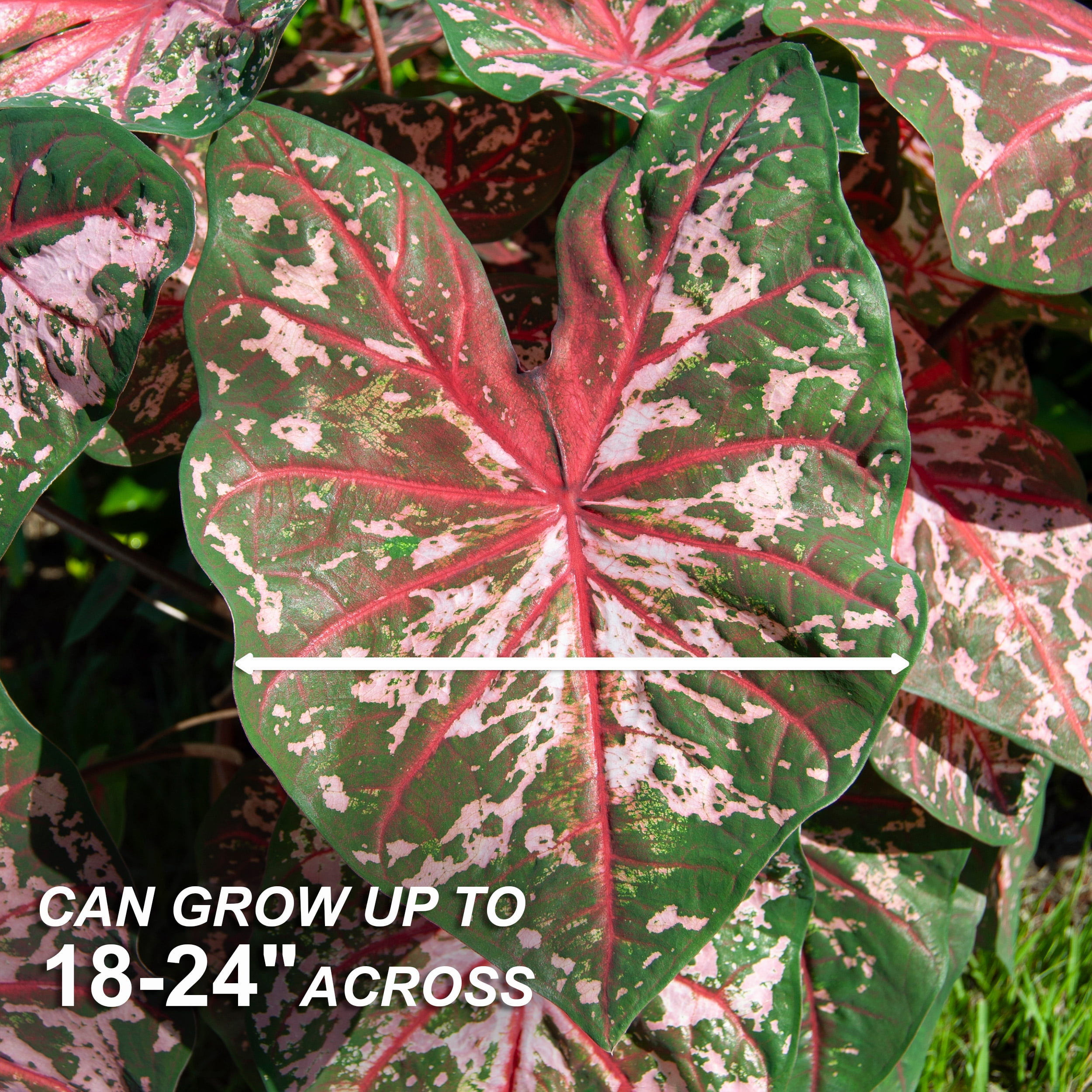 Garden State Bulb Carolyn Whorton Pink Caladium Bulbs, Bare Roots, Spring Planting (Bag of 40)