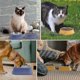 thumbnail image 3 of Futternapf Hunde Hundenapf Erhht Futterstation Katzen Edelstahl Antirutschmatte + Vergrern Sie Die Untere Basis Futternapf Fr Hunde Und Katzen Und Was, 3 of 4