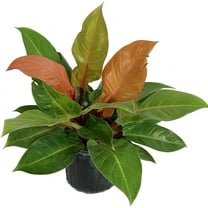 Philodendron Prince of Orange - Live Plant in a 10 Inch Growers Pot - Philodendron Prince of Orange - Beautiful Indoor Outdoor Air Purifying Houseplant