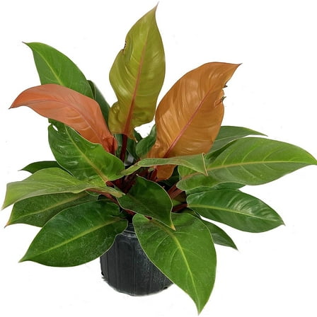 Philodendron Prince of Orange - Live Plant in a 10 Inch Growers Pot - Philodendron Prince of Orange - Beautiful Indoor Outdoor Air Purifying Houseplant