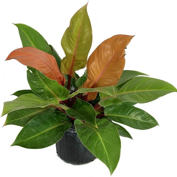 Philodendron Prince of Orange - Live Plant in a 10 Inch Growers Pot - Philodendron Prince of Orange - Beautiful Indoor Outdoor Air Purifying Houseplant