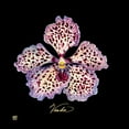 thumbnail image 2 of Joyner, Ginny 20x20 Black Ornate Wood Framed with Double Matting Museum Art Print Titled - Vivid Orchid V, 2 of 4