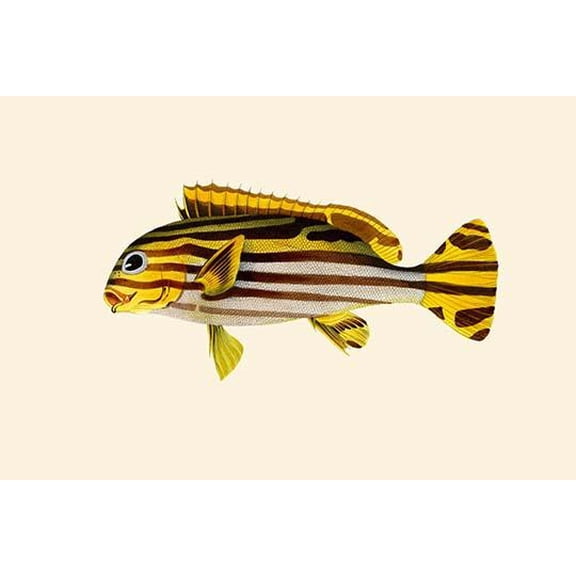 Deweeboraloowah-Fine Art Canvas Print (20" x 30")