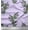 Light Purple, variant on Soimoi Polyester Crepe Fabric Leaves & Floral Block Fabric Prints by Yard 42 Inch Wide