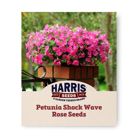 Harris Seeds Shock Wave Rose F1 Petunia, Spreading Flower Variety for Hanging Baskets, Non-GMO, 25 Count