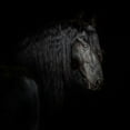 thumbnail image 2 of PHBurchett 15x15 White Modern Wood Framed Museum Art Print Titled - Equine Portrait X, 2 of 4