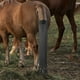 thumbnail image 4 of Bolsa De Cola De Caballo Con Flecos Cuidado Equino Accesorios Ecuestres Negro Sunnimix Envoltura de cola de caballo, 4 of 8