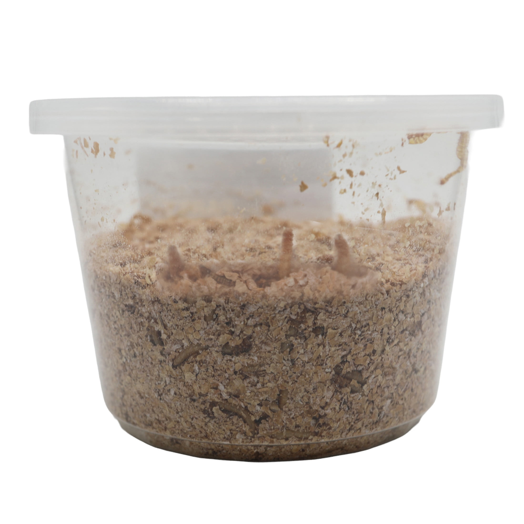 ReptiCulture Mealworm 100 ct