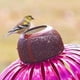 thumbnail image 3 of Comedero para pájaros Coneflower, comedero para pájaros de pie de hierro, poste de flores para patio trasero, comedero para pájaros, arte de jardín, comedero para pájaros de Metal, decoración de jardín, 3 of 6