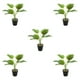 thumbnail image 3 of Planta de tortuga Billuyoard ecológica bajo mantenimiento decoración hogar oficina JH5472, 3 of 6