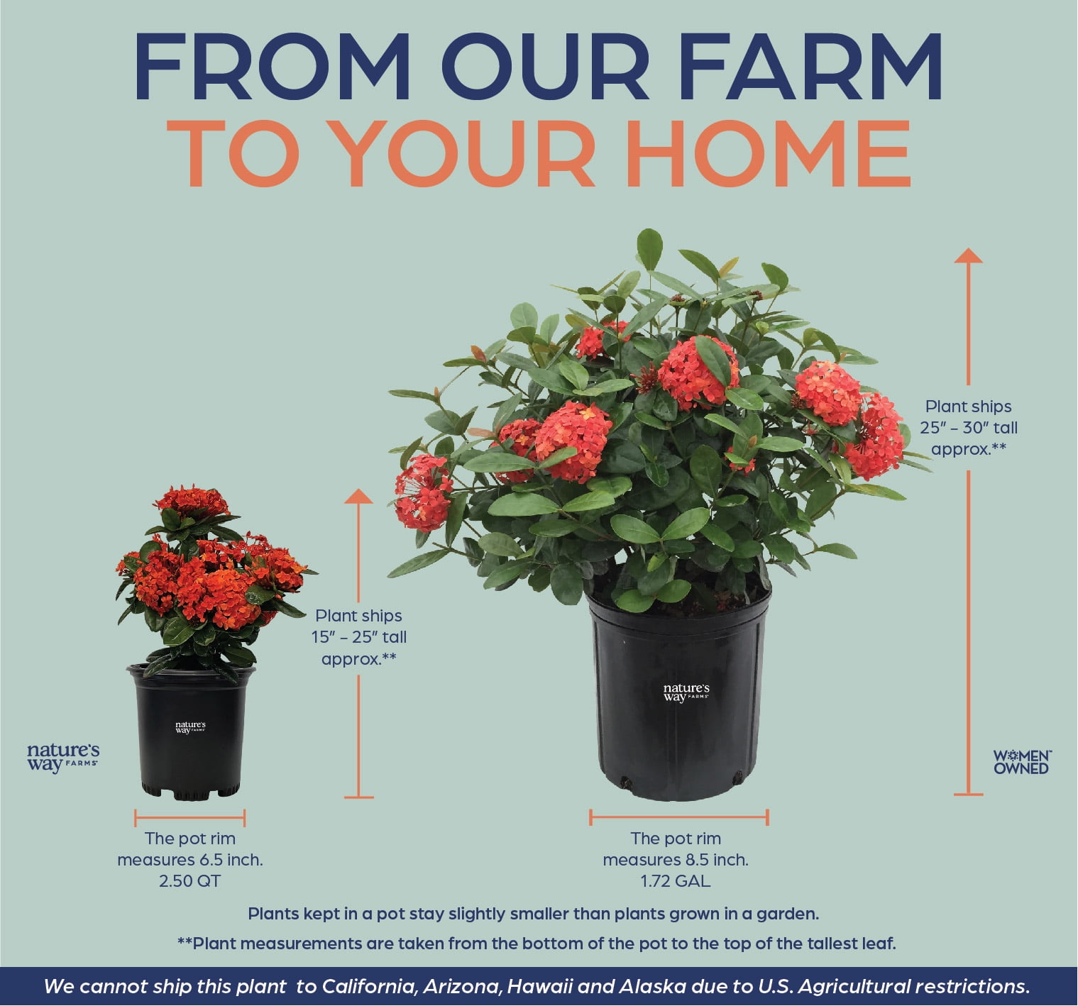 Nature's Way Farms Ixora Maui, Red, Easy Care, Live Plant, Grow Outdoor, Full Sun Bright Light, Perfect for Plant Lovers & Beginners, in Grower Pot. (18-24 in. Tall)