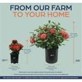 thumbnail image 2 of Nature's Way Farms Ixora Maui, Red, Easy Care, Live Plant, Grow Outdoor, Full Sun Bright Light, Perfect for Plant Lovers & Beginners, in Grower Pot. (18-24 in. Tall), 2 of 3