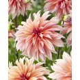 thumbnail image 2 of Tasc Flower Bulbs- Dahlia Labyrinth Annual, 2 of 2
