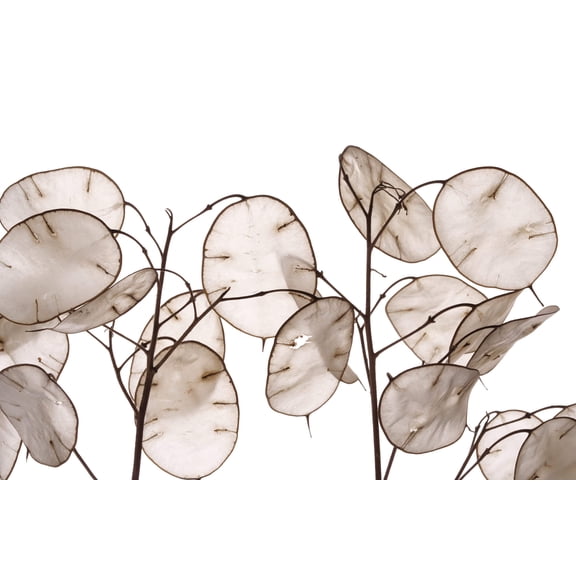 Seedville 100 Lunaria Biennis Flower Seeds, Silver seed pods & purple flowers