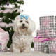 thumbnail image 3 of Lazos para el pelo para perros pequeños y bonitos, lazo pequeño con bandas de goma, productos para el cuidado de mascotas, lazos para el pelo, accesorios para el cabello, 3 of 5