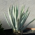 thumbnail image 6 of Americana Silver Agave, 6 of 6