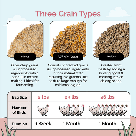 Layer Chicken Feed