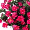 thumbnail image 6 of Topboutique Silk Azalea Bush 5 Bundles Artificial Flowers Fake Plants Decorative Faux Rhododendron Flower Fake Plants Flowers Bouquet for Spring Summer Hanging Plants Pot, Rose-Red, 6 of 6