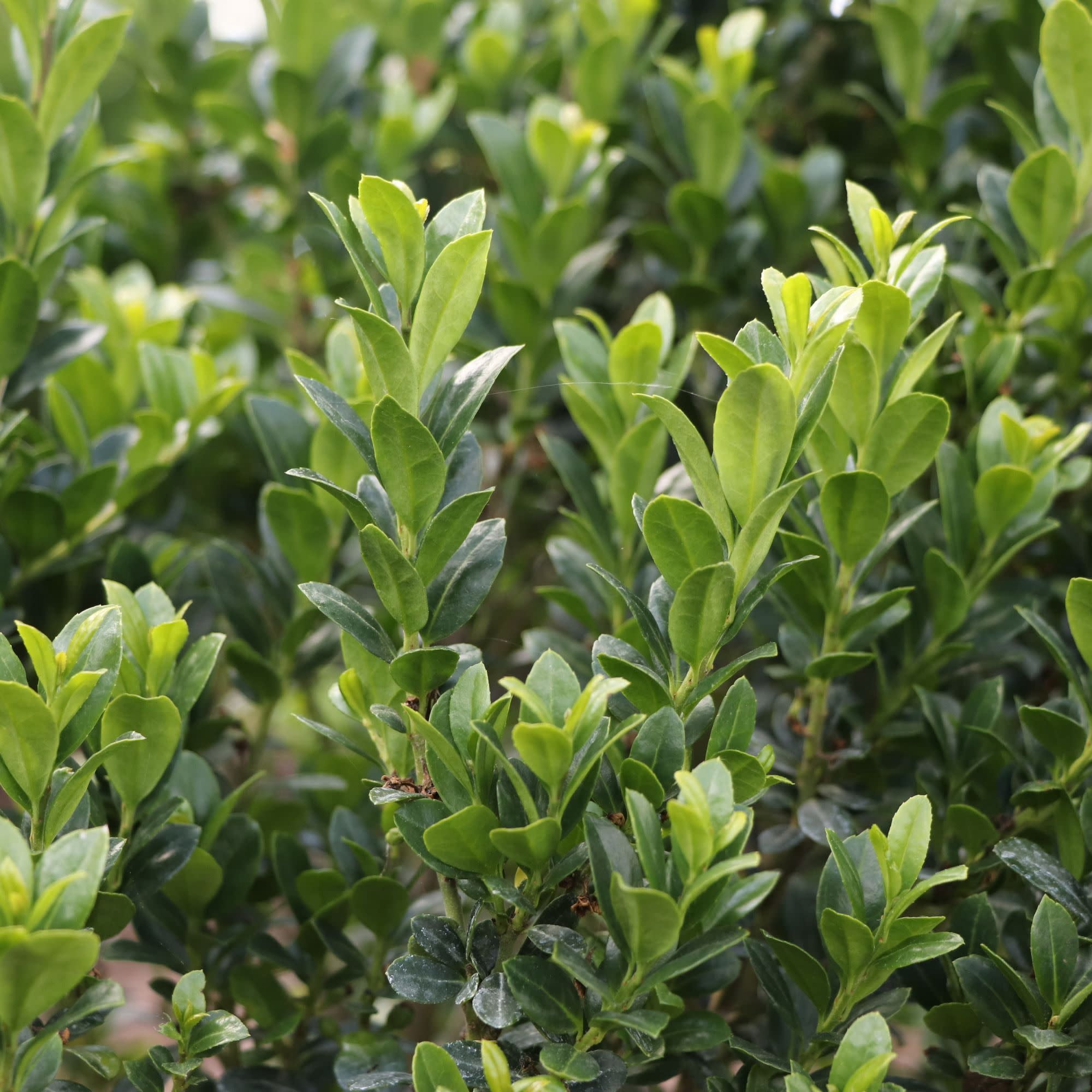 Proven Winners ColorChoice 5" Hedge Box Japanese Holly Live Plant in 4.5" Pot (4 Count)