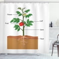 thumbnail image 1 of Biology Shower Curtain, Cartoon Style Illustration Showing the Parts of a Tomato Plant Gardening Theme, Fabric Bathroom Set with Hooks, 69"W X 84"L Extra Long, Multicolor, by Ambesonne, 1 of 3
