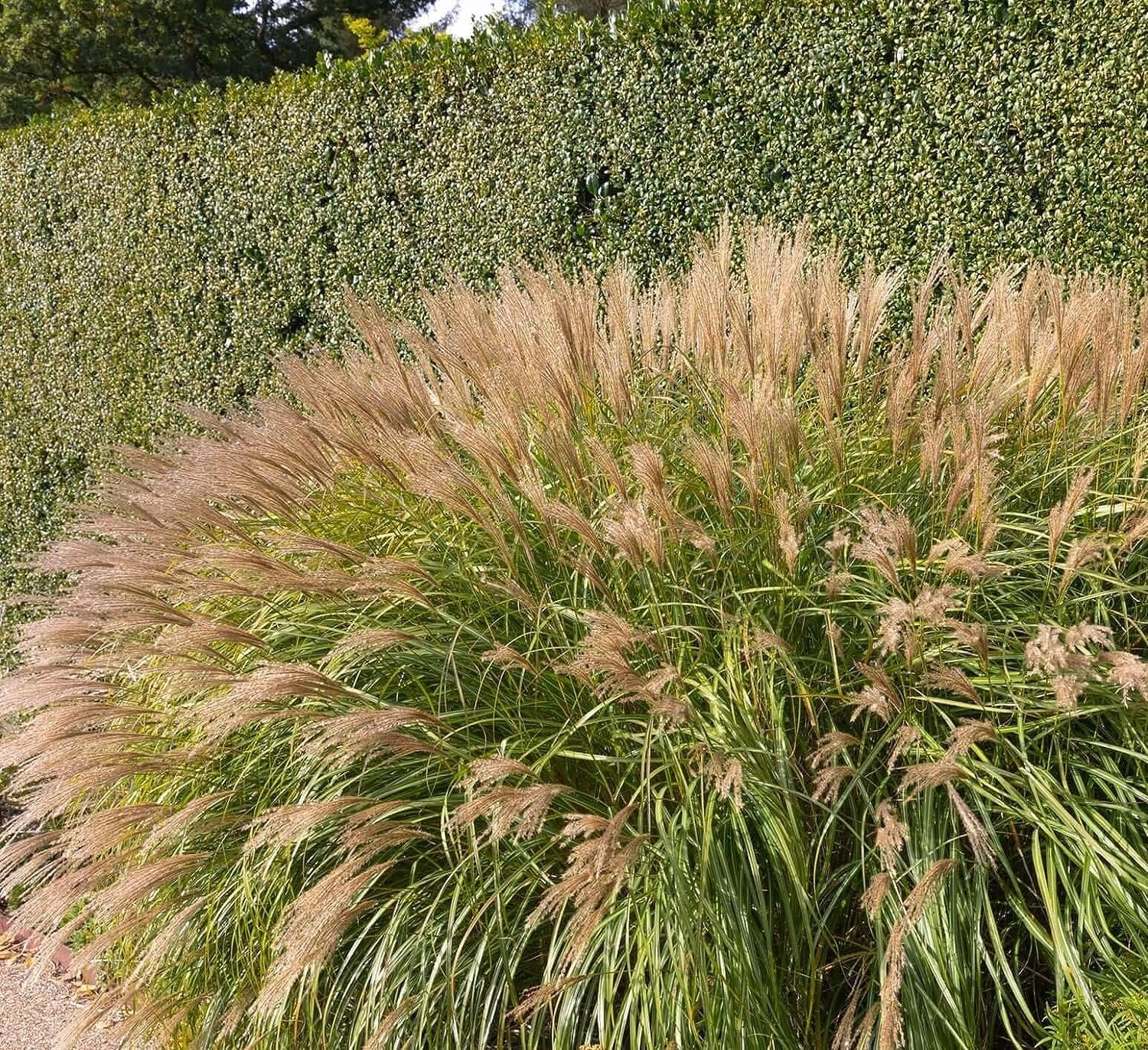 Adagio Maiden Grass  3 Live Plants  Micanthus Sinensis  Hardy Ornamental Grass Perfect for Landscaping and Gardening