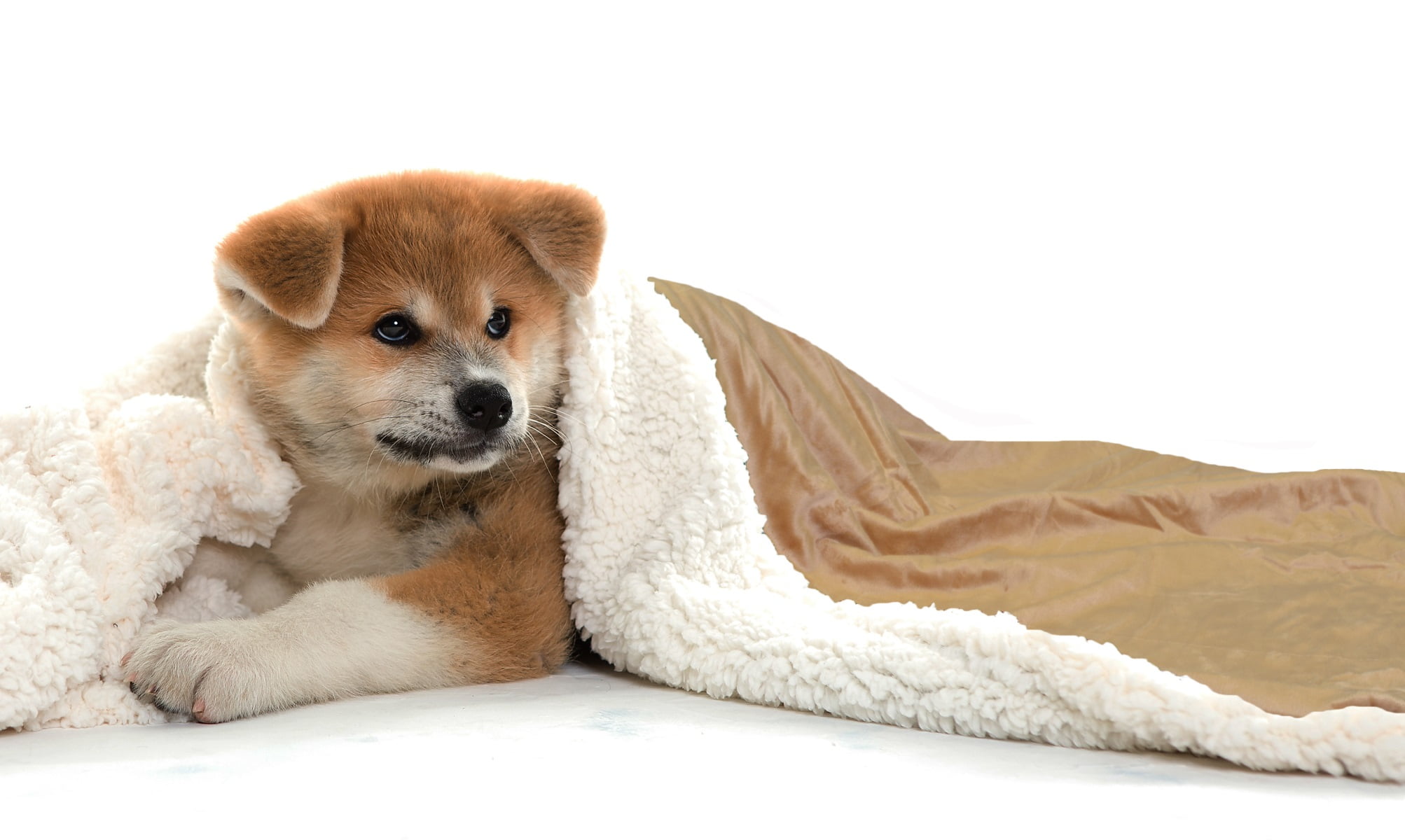 trunk cage for dogs
