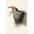 thumbnail image 2 of Audubon, John James 17x24 Black Ornate Wood Framed with Double Matting Museum Art Print Titled - Barn Swallow, 2 of 4