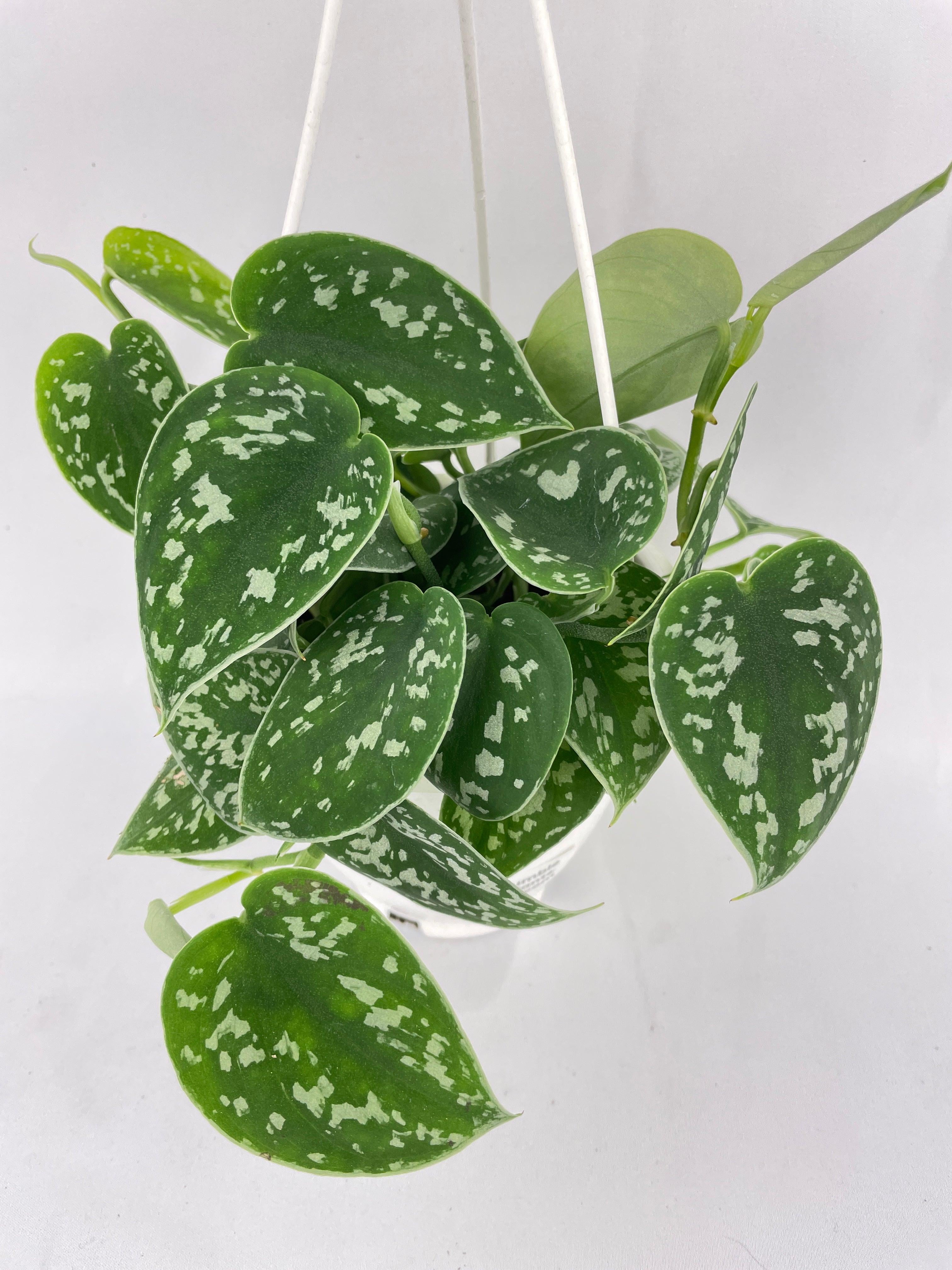 Scindapsus Pictus 'Argyraeus' Satin Pothos - Live Air-Purifying Indoor Plant in Nursery Pot – Easy Care, Low Maintenance Houseplant for Home & Office Decor, Natural Air Cleaner, Best for Beginners